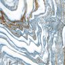 Porcelanato-Itagres-Naturalis-Oceano-Polido-60x60